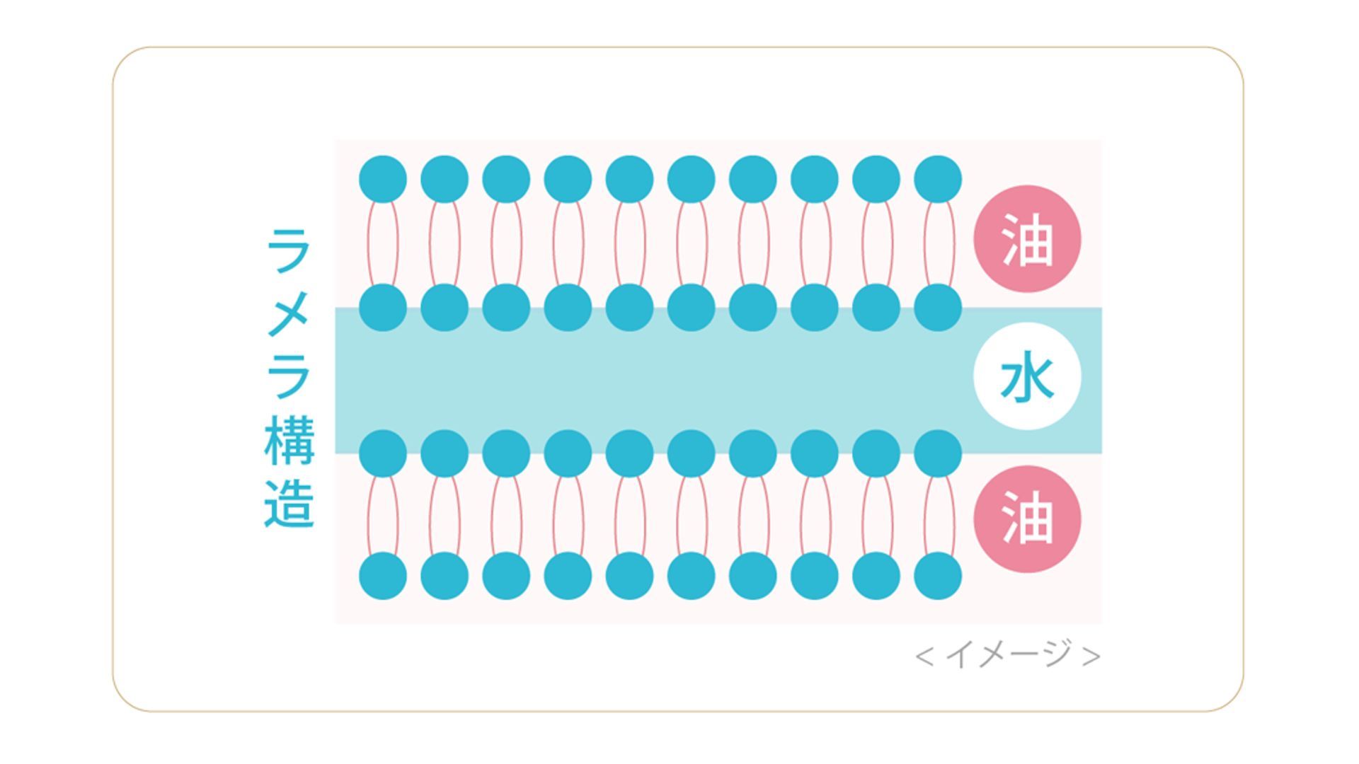 ラメラ構造_皮膚科学に基づき、肌の角質層の構造に着目した「ラメラ技術」を取り入れた処方