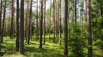 View through a forest