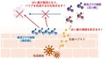 美肌菌のバリア機能のイメージ図