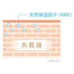 天然保湿因子（NMF）角質層